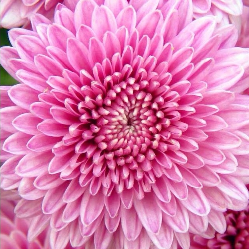 Meet your Posher, 🌹Roses & Lace 🌹